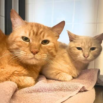 Helga -  Domestic Short Hair Cat for Adoption in Port Washington, New York - Helga | PetCurious