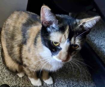Rescue Calico Cats for Adoption in Chicago, Illinois - Apple Cider Bonded With Pumpkin Pie | PetCurious