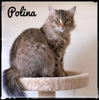 Domestic Medium Hair Cats Available for Adoption - Polina | PetCurious
