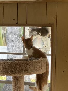 Domestic Short Hair Cats Available for Adoption - Butterball | PetCurious