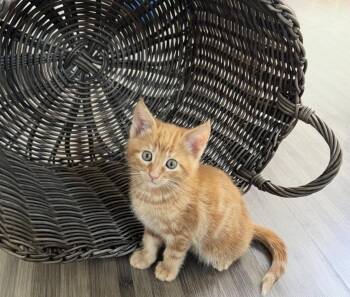 Tabby Cats Available for Adoption in Alameda, California - Juice | PetCurious