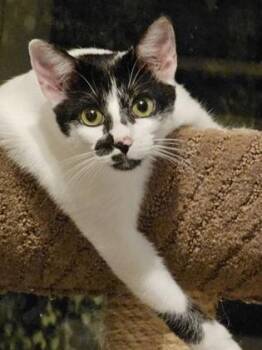 Cindy -  Domestic Short Hair Cat for Adoption in Wichita, Kansas - Cindy | PetCurious