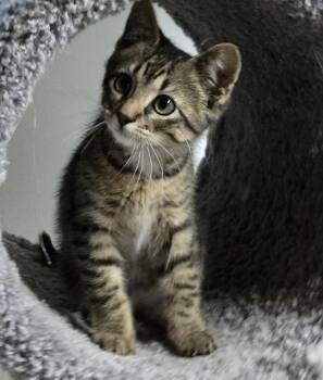 Nick -  Domestic Short Hair Cat for Adoption in Albany, New York - Nick | PetCurious