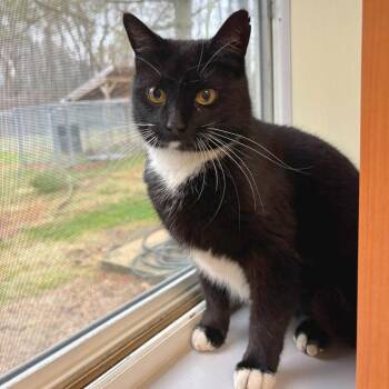 Lady -  Domestic Short Hair Cat for Adoption - Lady | PetCurious