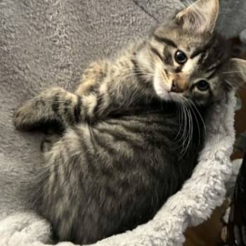 Tabby Cats Available for Adoption in Hamilton, Ontario - Alex - A Gentle Cuddler! | PetCurious