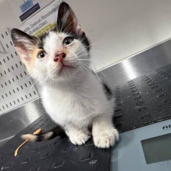 Penny -  Domestic Short Hair Cat for Adoption in League City, Texas - Penny | PetCurious