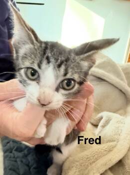 Rescue Domestic Short Hair Cats for Adoption in The Woodlands, Texas - Fred | PetCurious