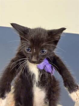 Domestic Short Hair Cats Available for Adoption - RICHIE | PetCurious