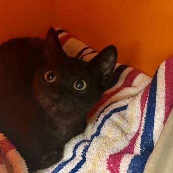 Hemi -  Domestic Short Hair Cat for Adoption in Houston, Texas - Hemi | PetCurious