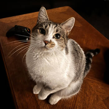 Rescue Domestic Short Hair Cats for Adoption in Redlands, California - Clementine | PetCurious