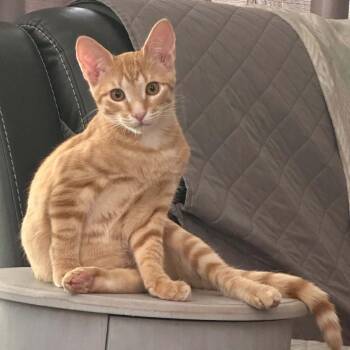 Andi -  Domestic Short Hair Cat for Adoption in Williston, Florida - Andi | PetCurious