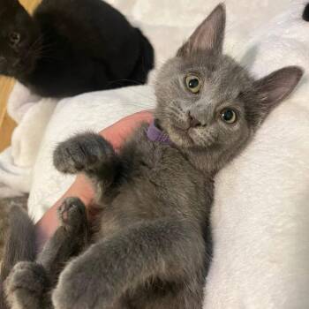 Domestic Short Hair Cats Available for Adoption - Sky | PetCurious