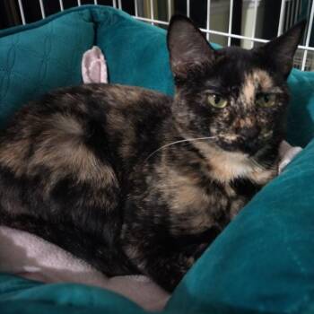 Zuki -  Domestic Short Hair Cat for Adoption in San Antonio, Texas - Zuki | PetCurious