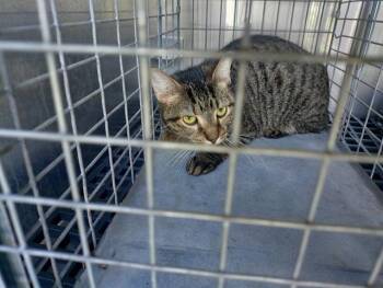 Rescue Domestic Short Hair Cats for Adoption in Fort Lauderdale, Florida - LAYLA | PetCurious