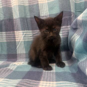 Rescue Domestic Short Hair Cats for Adoption in Jupiter, Florida - Spongebob | PetCurious