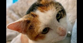 Turkish Van and Calico Cats Available for Adoption in St. Peters, Missouri - Dottie | PetCurious