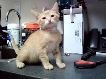 TOASTIE -  Domestic Short Hair Cat for Adoption in Martinez, California - TOASTIE | PetCurious
