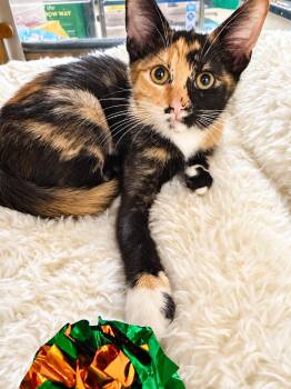 Trick or Treat -  Domestic Short Hair Cat for Adoption in Rio Linda, California - Trick Or Treat | PetCurious