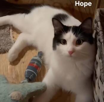 Rescue Domestic Medium Hair Cats for Adoption in Fort Erie, Ontario - Hope | PetCurious