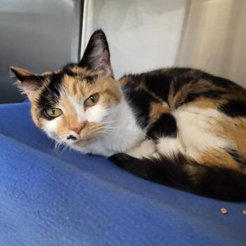 Marilyn -  Domestic Short Hair Cat for Adoption in Fort Wayne, Indiana - Marilyn | PetCurious