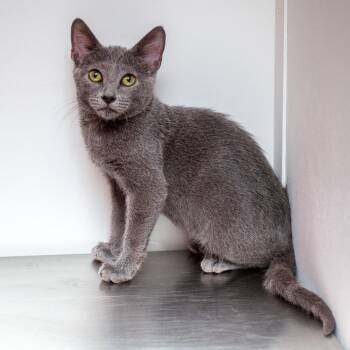 Rubix Cube -  Domestic Short Hair Cat for Adoption in Hattiesburg, Mississippi - Rubix Cube | PetCurious