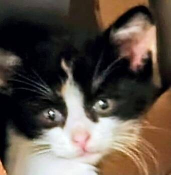 AMBROSIA -  Domestic Short Hair Cat for Adoption in St. Louis, Missouri - AMBROSIA | PetCurious