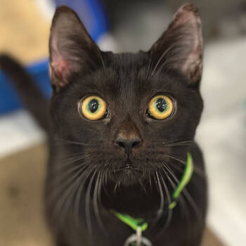 Rescue Domestic Short Hair Cats for Adoption in Port Washington, New York - Wabi | PetCurious