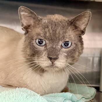 Siamese Cats Available for Adoption - Everest | PetCurious