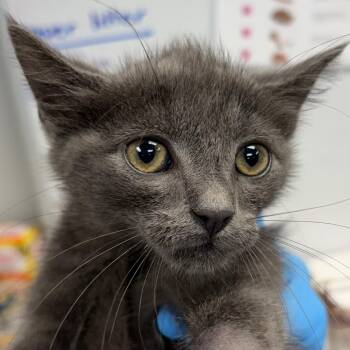 Gilbert -  Domestic Short Hair Cat for Adoption in Greenville, South Carolina - Gilbert | PetCurious
