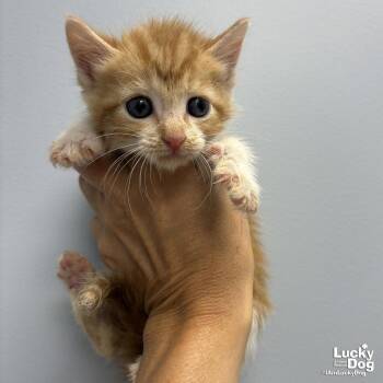Flame -  Domestic Short Hair Cat for Adoption in Washington, District Of Columbia - Flame | PetCurious