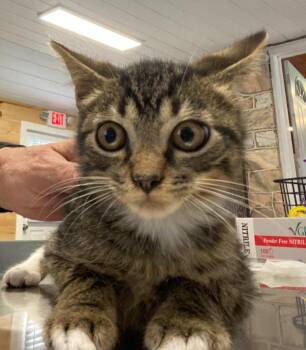 Brayden -  Domestic Short Hair Cat for Adoption in Cumming, Georgia - Brayden | PetCurious