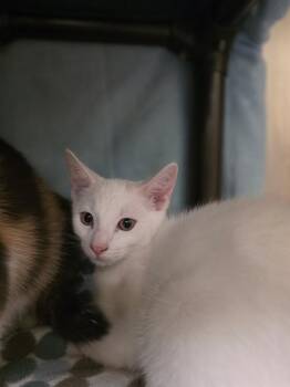 Bianco -  Domestic Short Hair Cat for Adoption in Meriden, Connecticut - Bianco | PetCurious