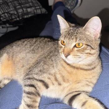 Domestic Short Hair and Tabby Cats Available for Adoption - Camie G. | PetCurious