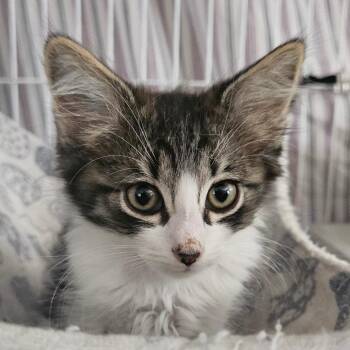 Uncle Mike -  Domestic Medium Hair Cat for Adoption in Eagle Mountain, Utah - Uncle Mike | PetCurious