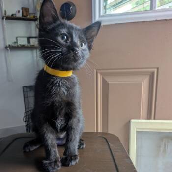 Rescue Domestic Short Hair Cats for Adoption in Prescott, Arizona - Dottie – Your Clever, Curious Little Lookout! | PetCurious