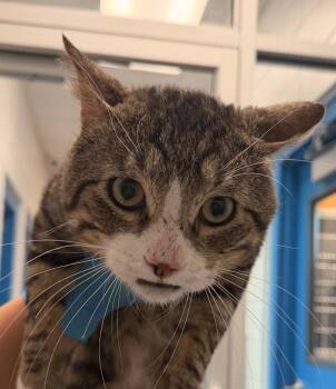 Domestic Short Hair Cats Available for Adoption in Golden, Colorado - Law | PetCurious