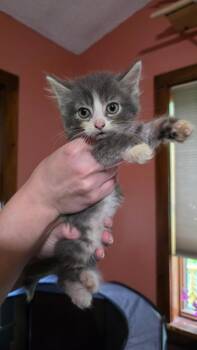 Domestic Short Hair Cats Available for Adoption in Hagaman, New York - Keuka | PetCurious