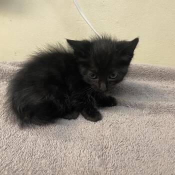 Domestic Short Hair Cats Available for Adoption in Pasadena, California - Zoe | PetCurious