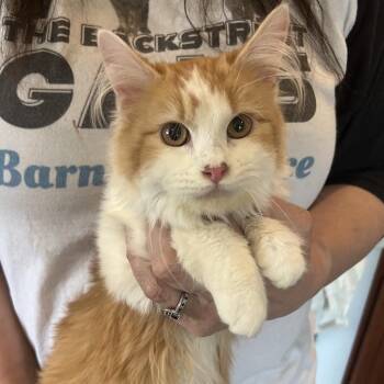 Domestic Medium Hair Cats Available for Adoption in Columbia, Missouri - Georgina FHA 5 | PetCurious