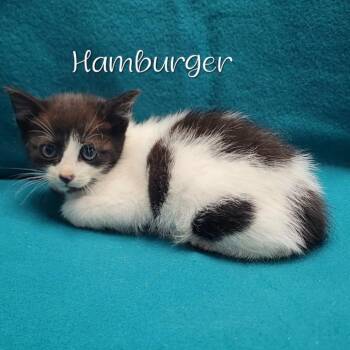 Hamburger -  Domestic Short Hair Cat for Adoption in Parkersburg, West Virginia - Hamburger | PetCurious
