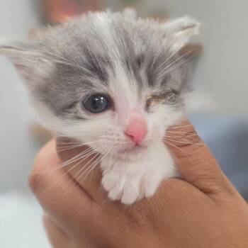 Daisy -  Domestic Short Hair Cat Available for Adoption in Buellton, California - Daisy | PetCurious