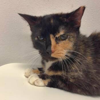Sarabi -  Domestic Medium Hair Cat for Adoption in Edinburg, Texas - Sarabi | PetCurious