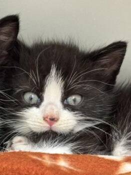 Evangeline 588-26 -  Domestic Short Hair Cat for Adoption in Cumming, Georgia - Evangeline 588-26 | PetCurious
