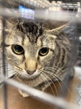 Domestic Short Hair Cats Available for Adoption in Las Vegas, Nevada - STELLA | PetCurious