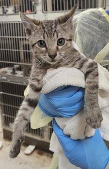 Solgaleo -  Domestic Short Hair Cat for Adoption in Vancouver, Washington - Solgaleo | PetCurious