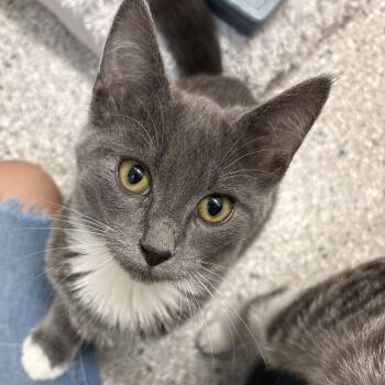 Lore -  Domestic Short Hair Cat for Adoption in Detroit Lakes, Minnesota - Lore | PetCurious