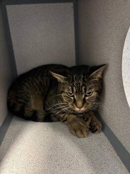 Milo -  Domestic Short Hair Cat for Adoption in Liverpool, New York - Milo | PetCurious