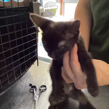 Fram -  Domestic Short Hair Cat Available for Adoption in Montgomery, Alabama - Fram | PetCurious