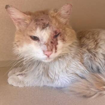 Domestic Medium Hair Cats Available for Adoption in Wheeling, Illinois - Grady | PetCurious