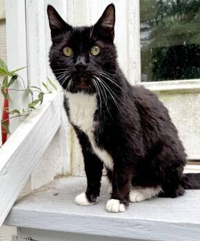 Beau -  Domestic Short Hair Cat for Adoption in Little River, South Carolina - Beau | PetCurious